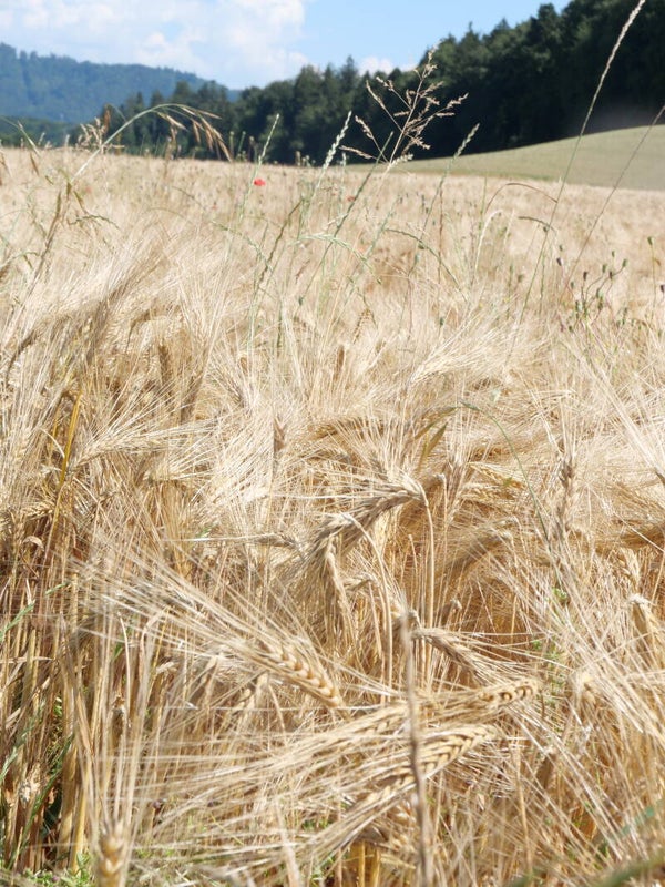 Getreidefeld im Schweizer Sommer