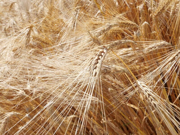 Reifes Getreide – Erntezeit