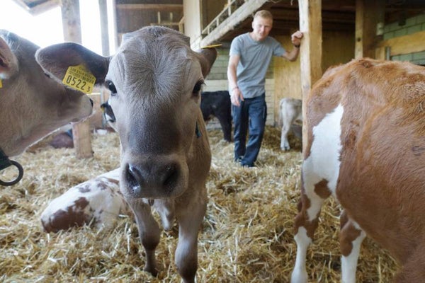 Neugieriges Kalb im Stall