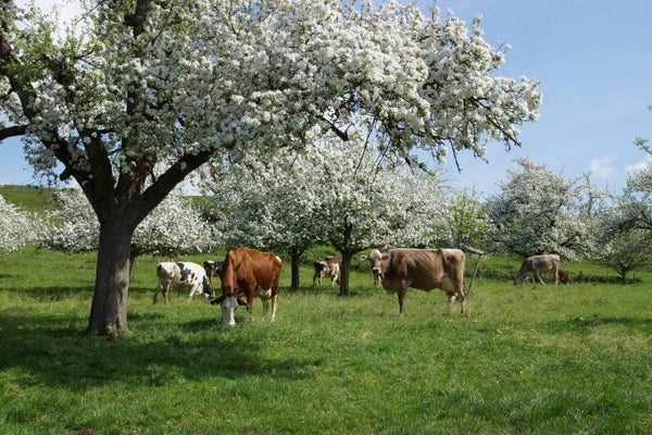 Kühe unter blühenden Obstbäumen