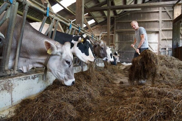 Fütterung der Kühe im Stall