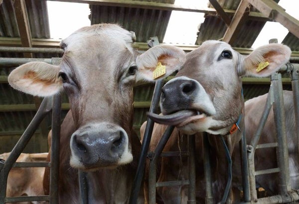 Zwei neugierige Kühe im Stall