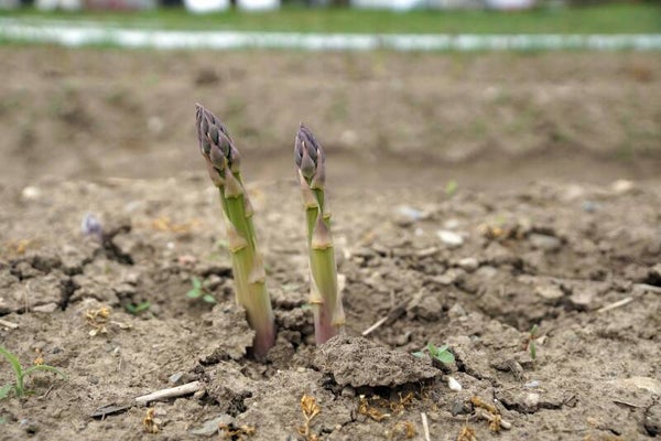 Spargel wächst auf dem Feld