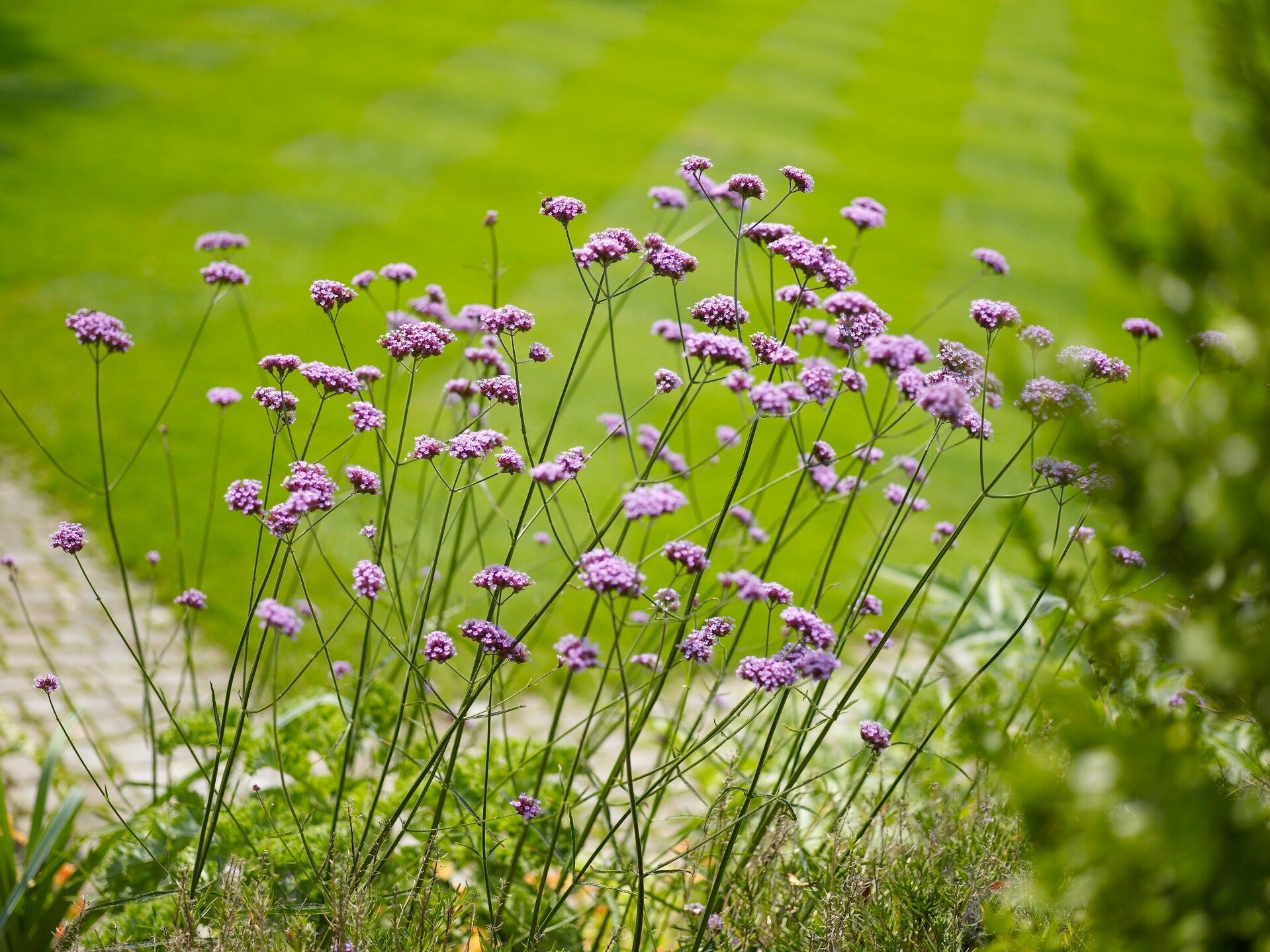 Blühender Garten