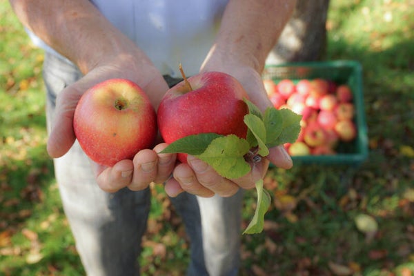 Apfel