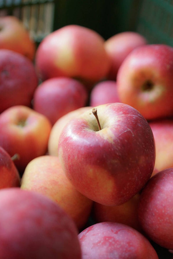 Rote Äpfel in der Erntekiste
