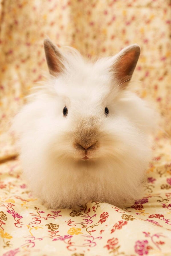 Flauschiges Löwenkopfkaninchen
