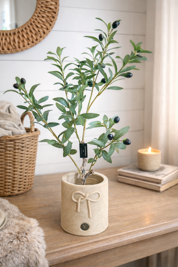 Sfeervol olijfboompje in Brynxz pot