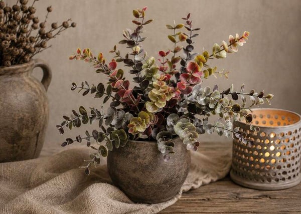 Eucalyptusstruik Grande Road – 50 cm
