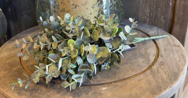 Eucalyptus bosje