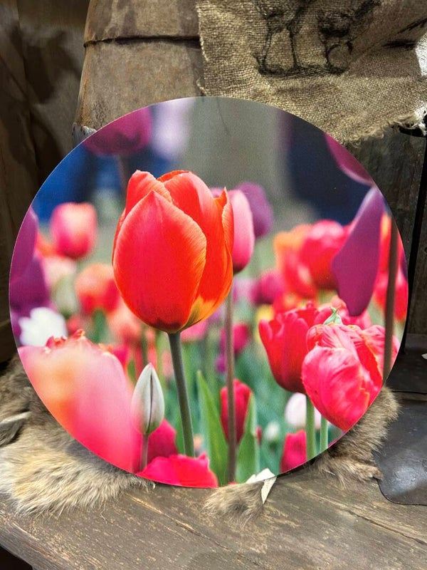 Muurcirkel Tulpen