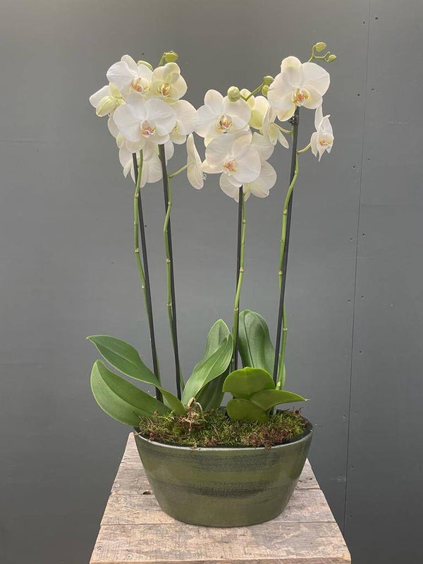 Witte orchidee in pot
