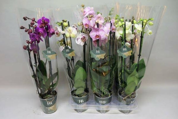 Phalanopsis gekleurd | 3 takken