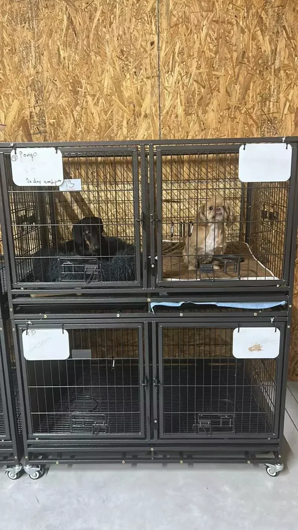 Small Kennel Daily