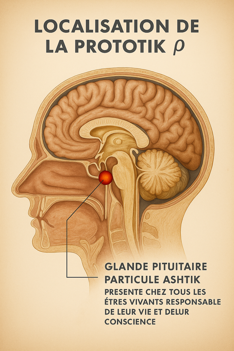 prototik-dans-la-glande-pin-ale-standard.png