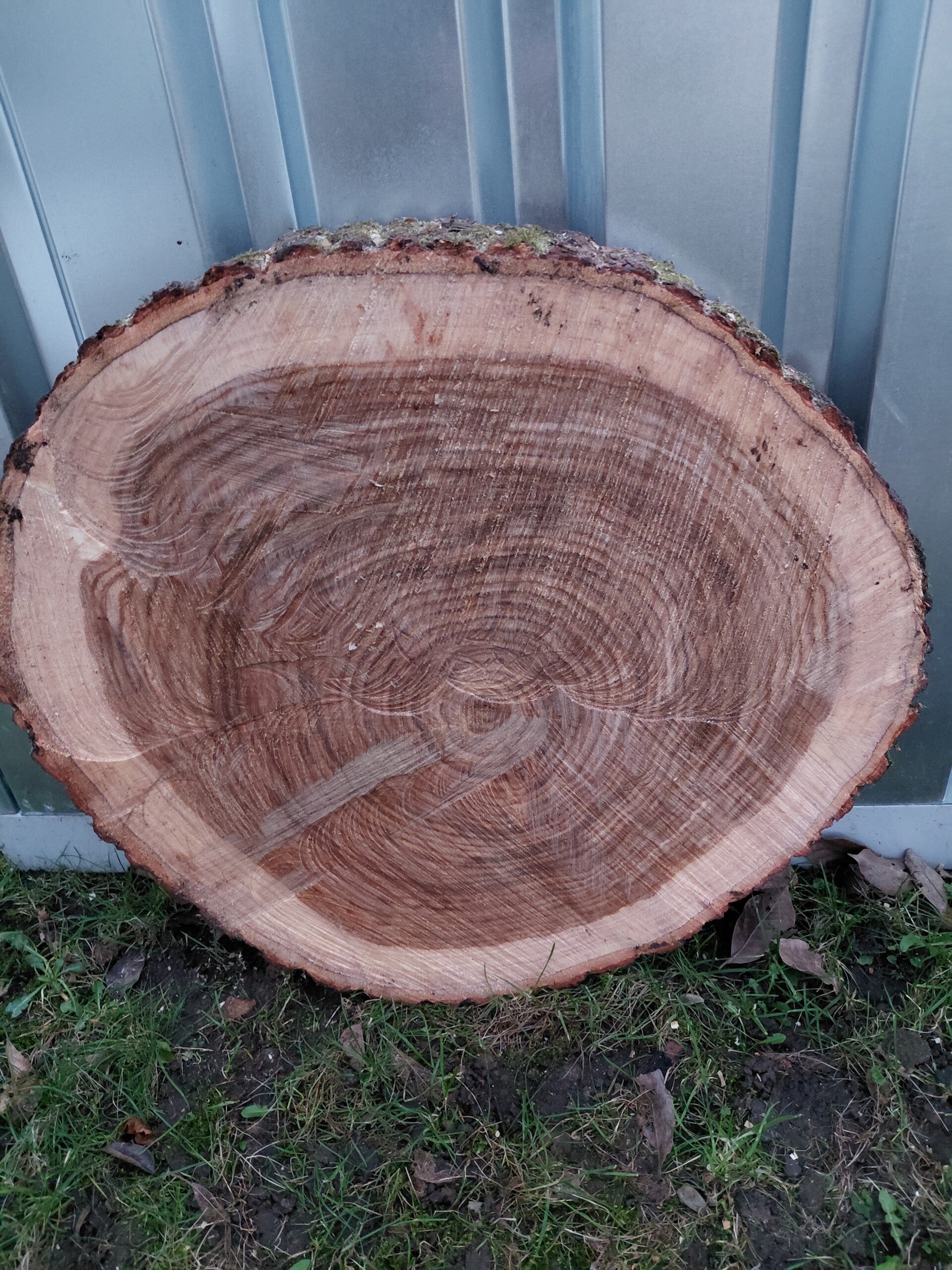 Eiken boomstamschijven. Diameter tussen de 70cm en 80cm!