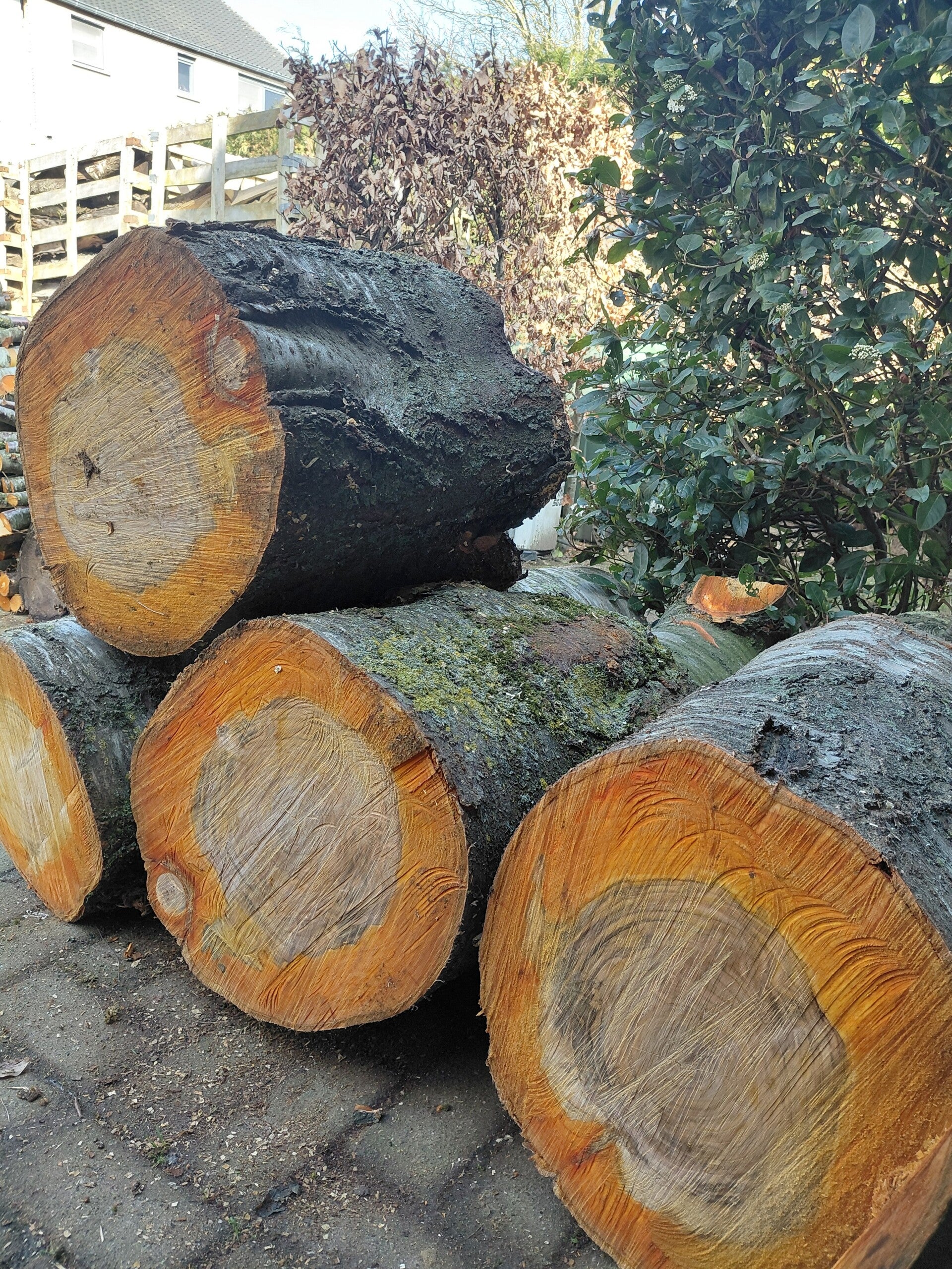 Boomstammen in kersenhout