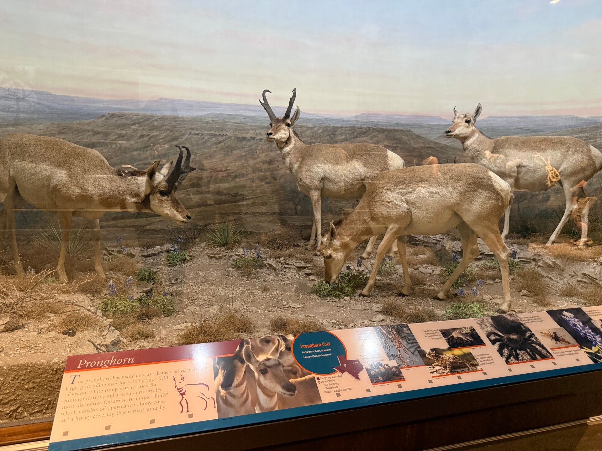 Display inside the Dallas Natural History Museum