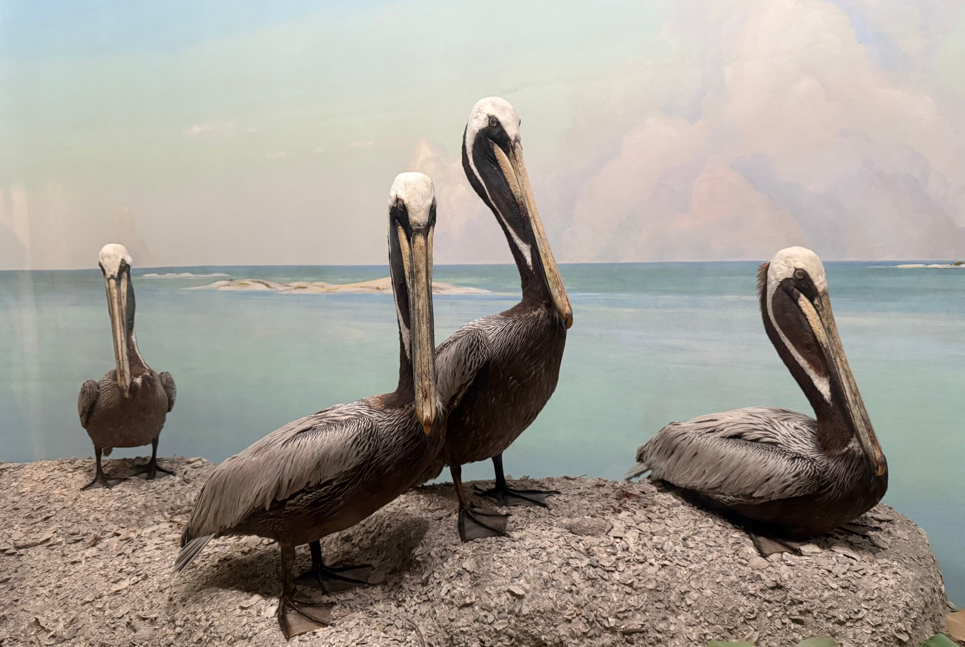 Pelican display at the Dallas Natural History Museum