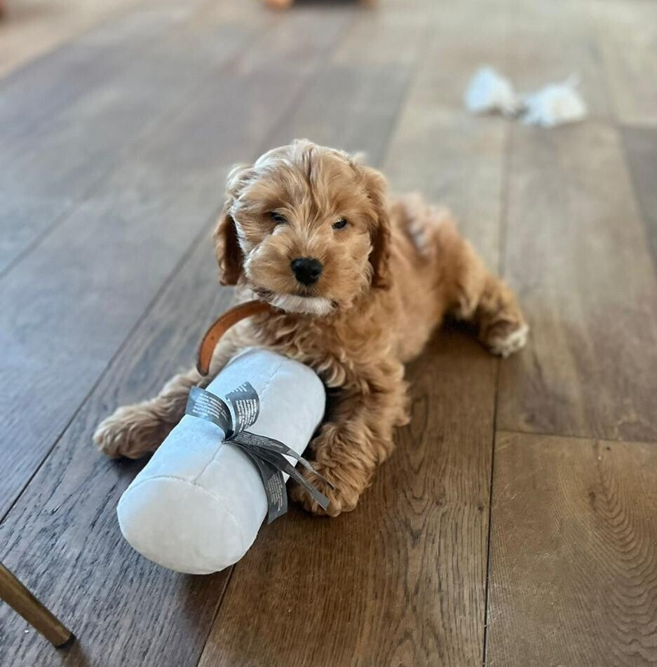 jachthondpup met dummy