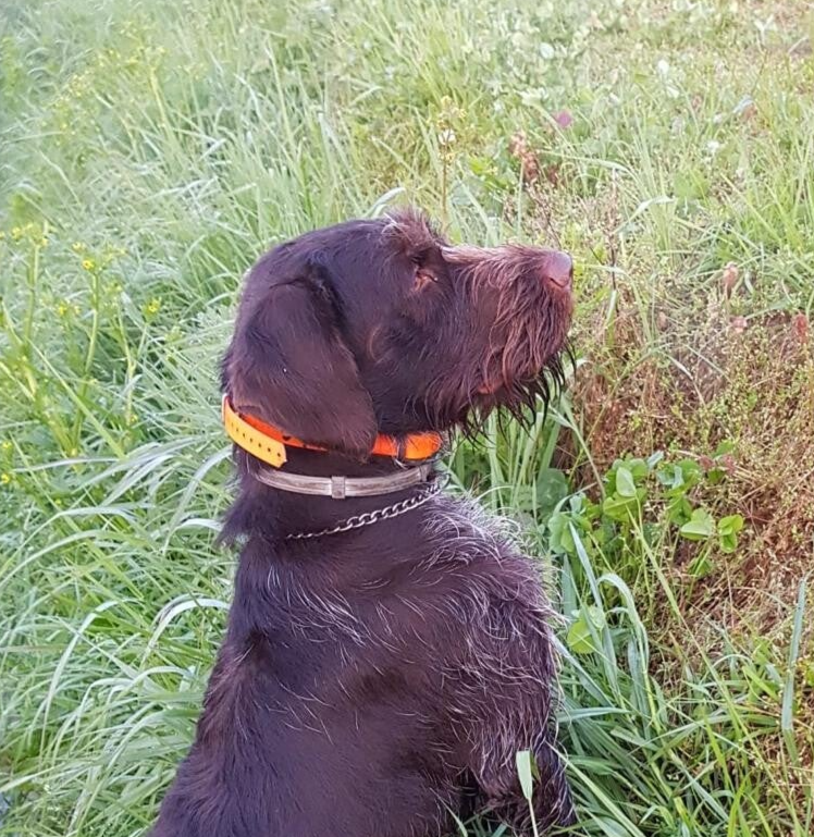 duiste stande draadhaar in hoog gras
