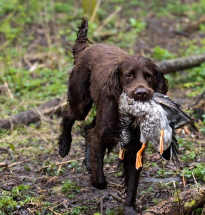 jachthond traint met koud wild bij stichtingjachthondentrainingdenbosch.nl