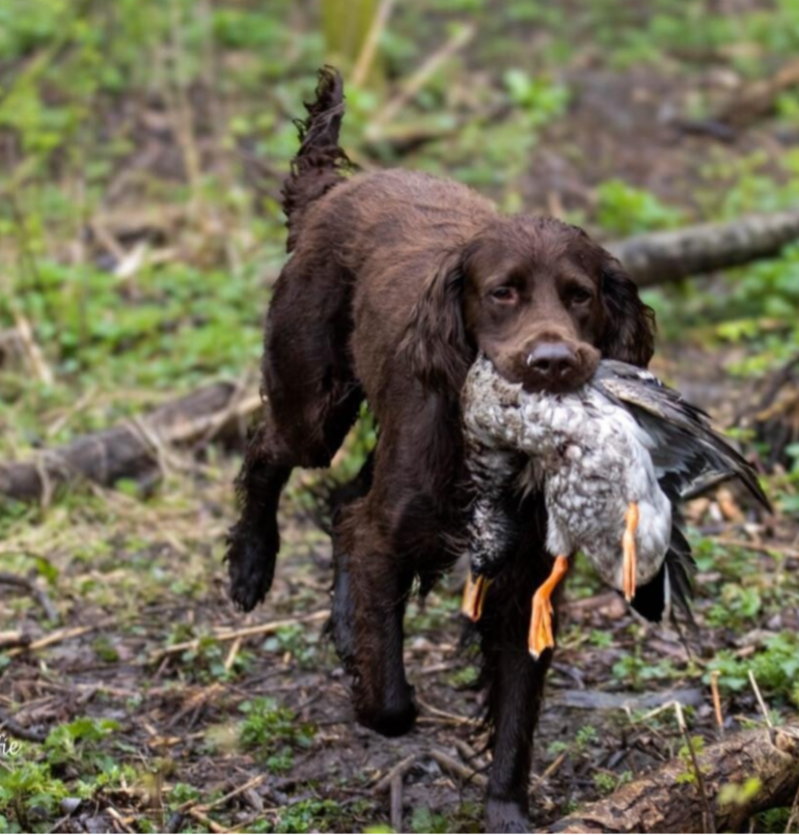 jachthond tijdens jachthondentraining met koud wild