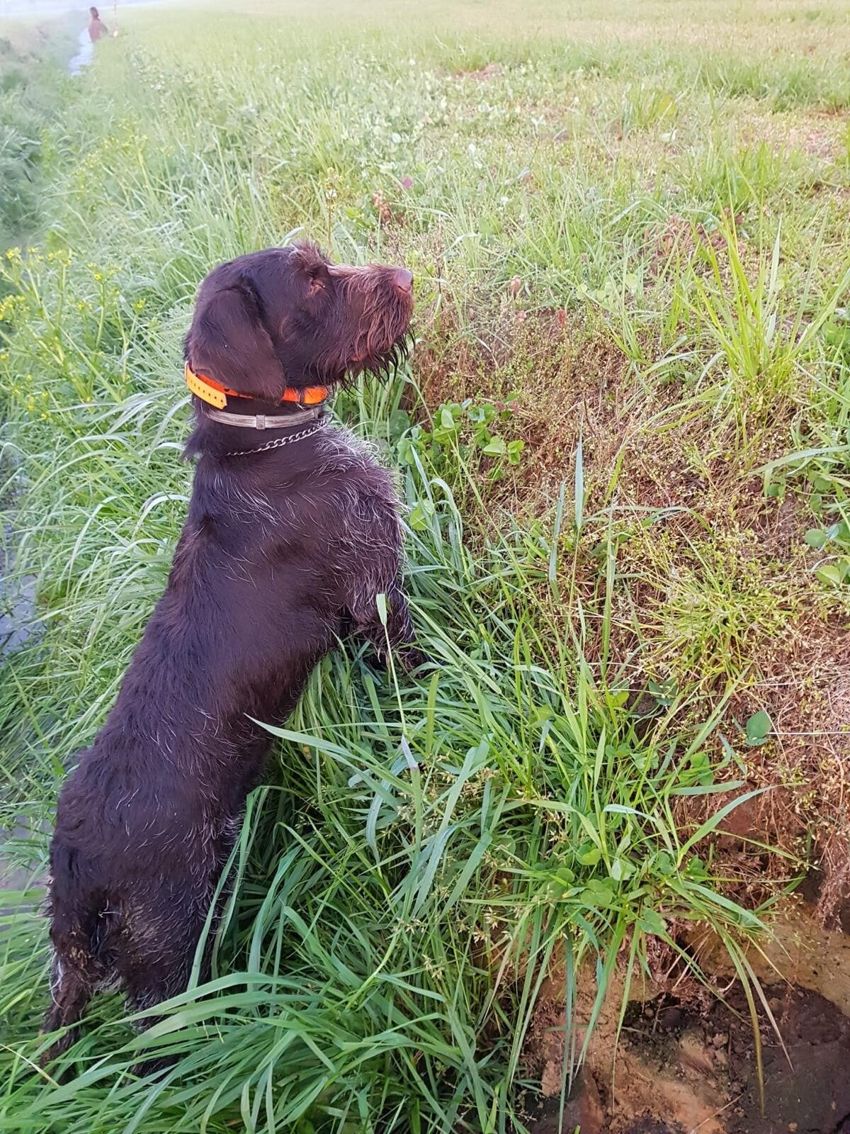 jachthond in het veld