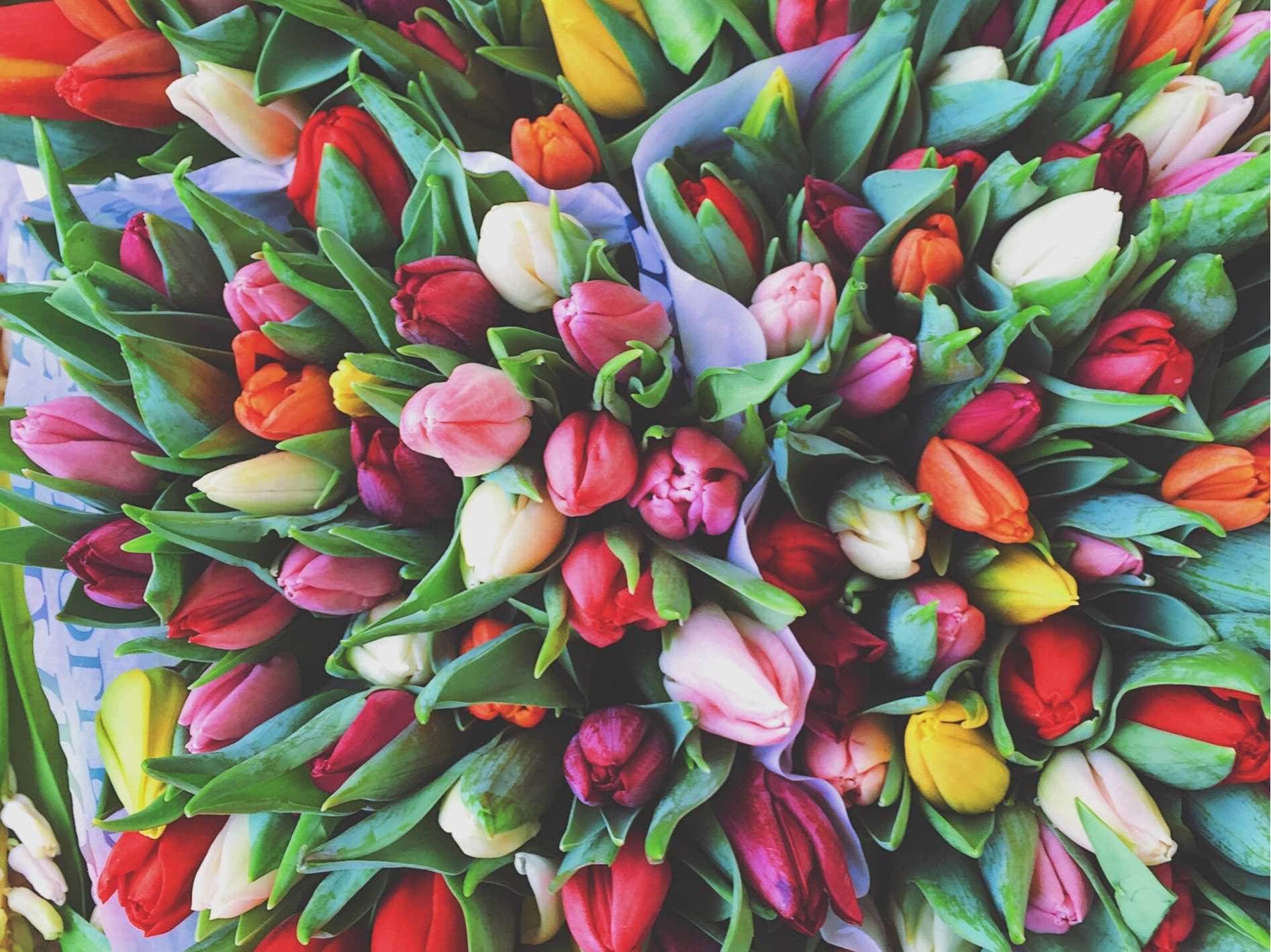 Mega bos tulpen - coming soon