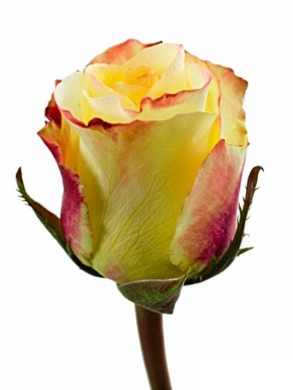 ROSA AUBADE 70CM X25 19KC