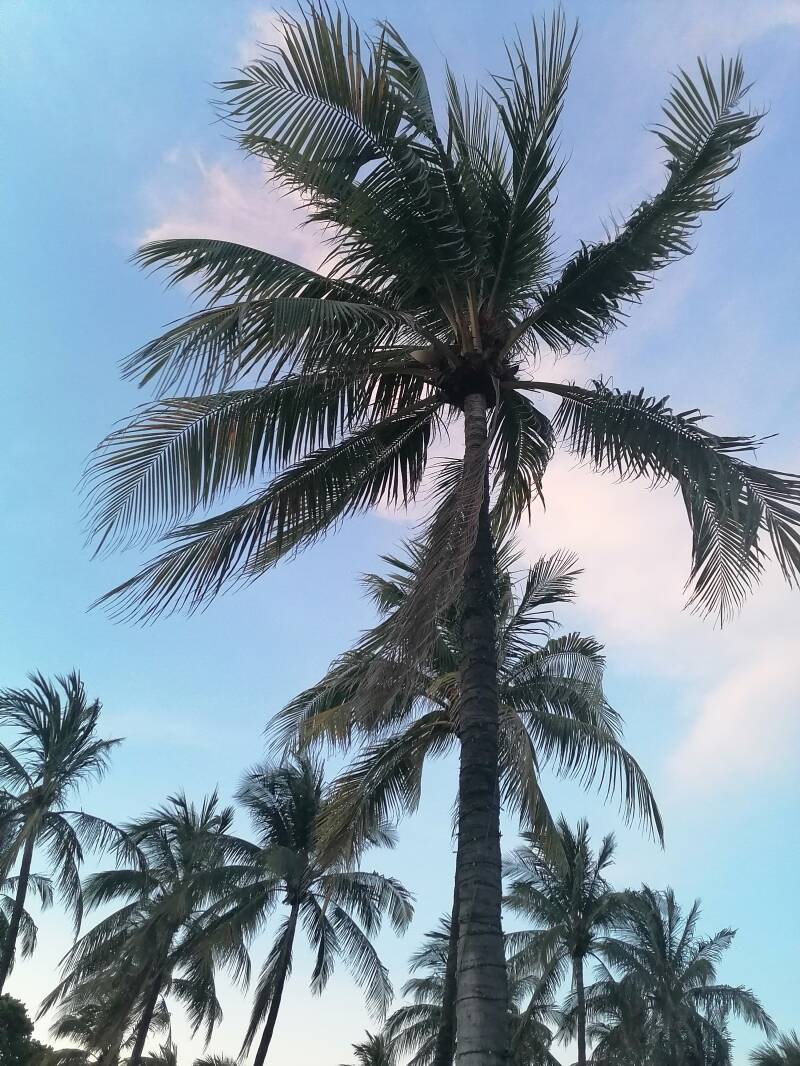 Palmiers South Beach Miami Floride - Souvenirs de la Floride  Florida Memories