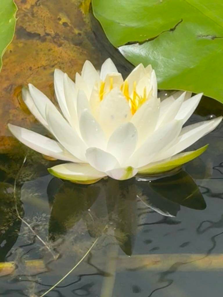 Des Everglades à Key West - Photo lotus blanc