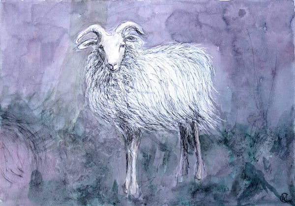 heideschaap