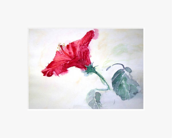 Hibiscus.