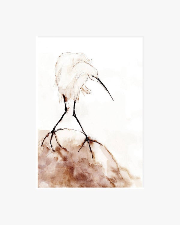 Zilverreiger.