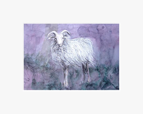 Heideschaap.