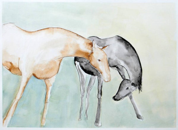 Terschellinger paarden