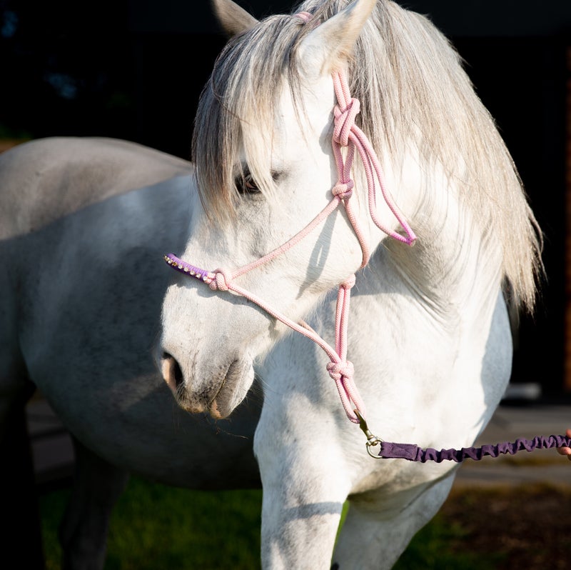 leiderschapstraining met paarden