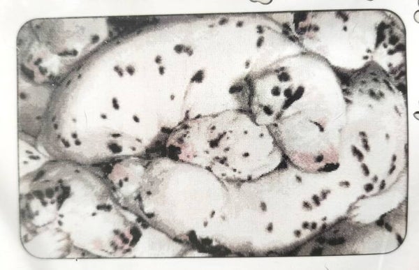 * 101 dalmatiers