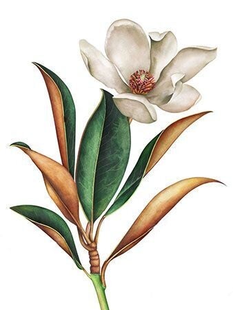 * Magnolia
