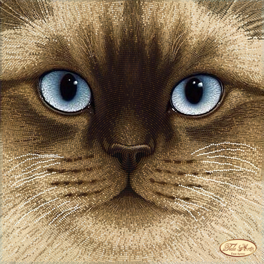 * Bruine poes