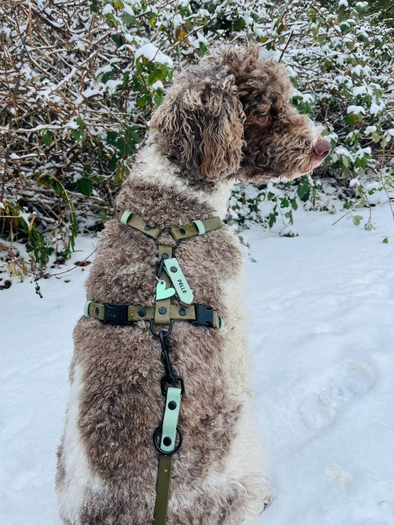 Biothane Hundegeschirr - 16 mm