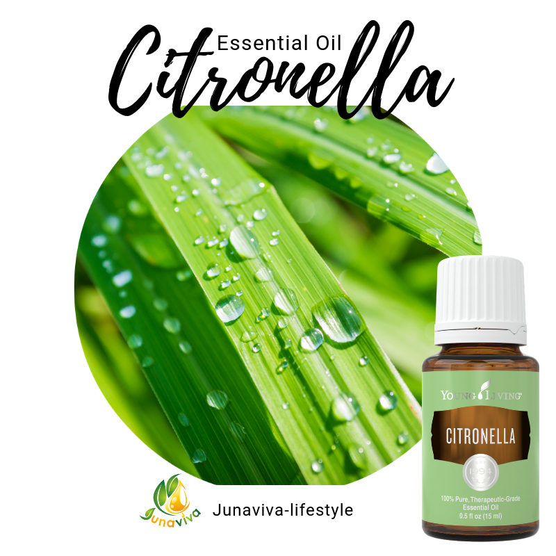 Citronella