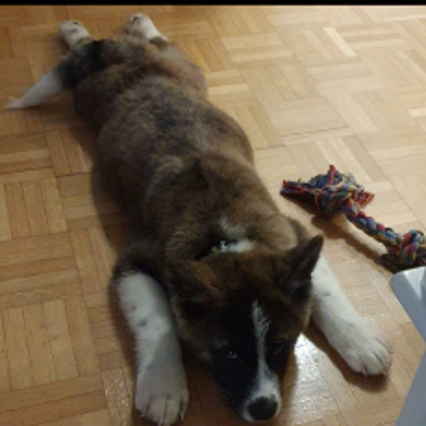 Zirbeldrüsen-Reinigung Notfall Haustier