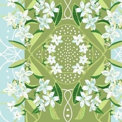 madagascar-jasmine-bridal-wreath-medium-scale-standard-nicme7.jpg