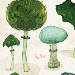 mushrooms_-large-standard.jpg