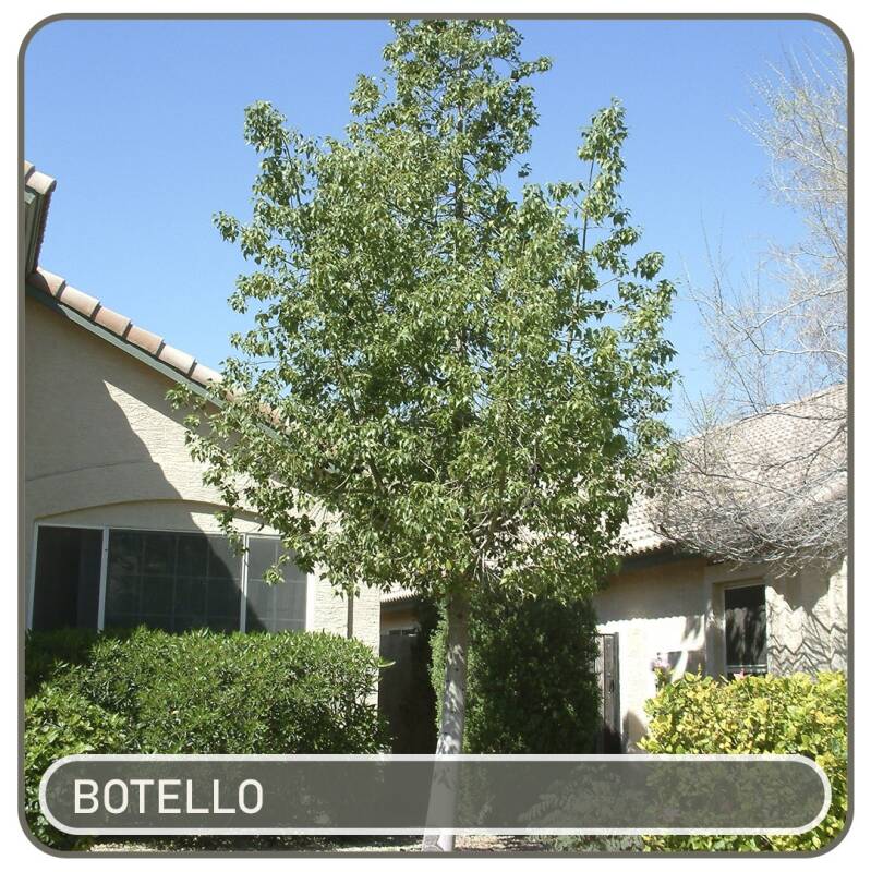 botello-standard-gsp6p6.jpg