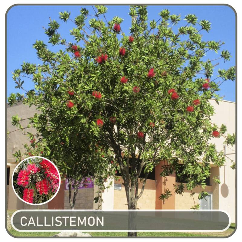 callistemon-standard-pbt2t9.jpg