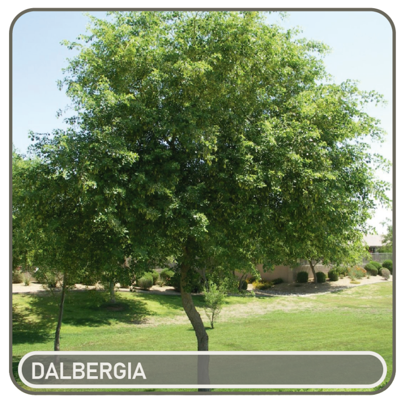 dalbergia-standard.png