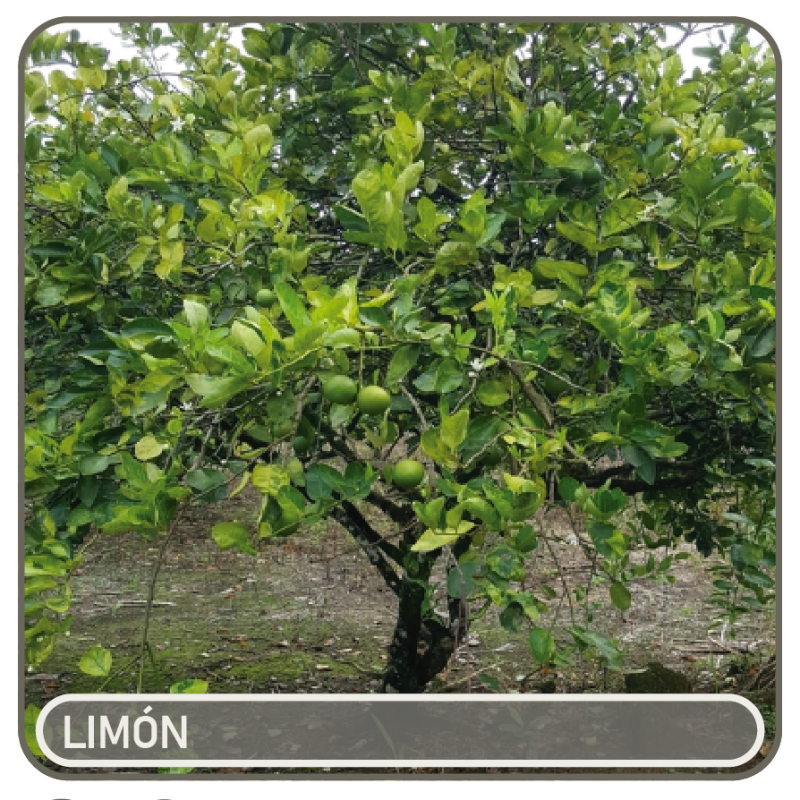 limon-standard.png